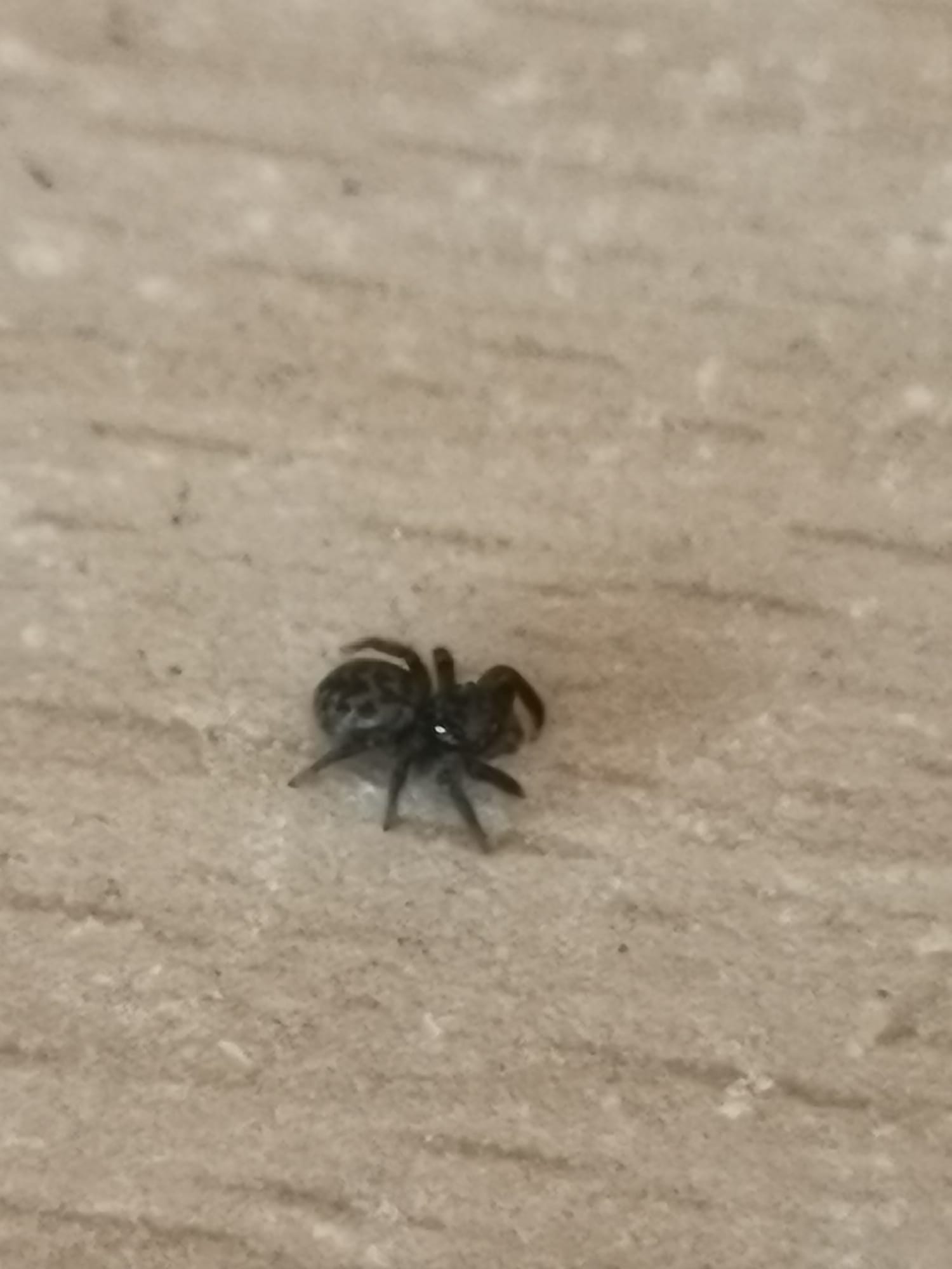 Identificazione Salticidae